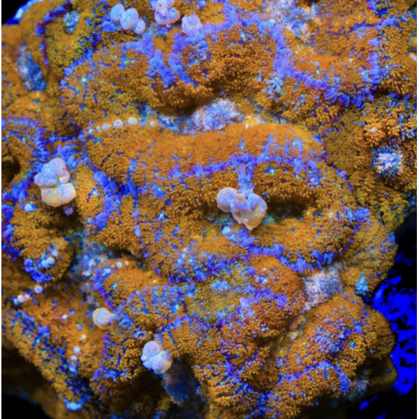 ORANGE BOUNCE MUSHROOM (ONE HEAD)